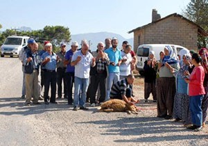 Kaza olmasın diye kurban kestiler